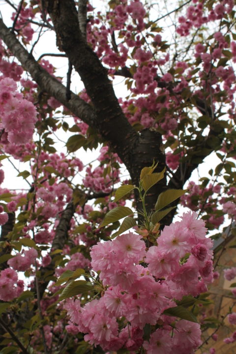 Cherry Blossoms