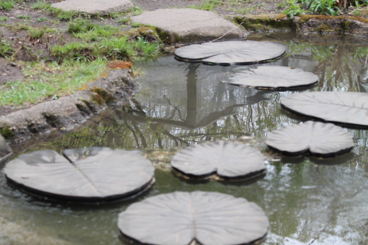 lily pads